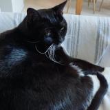 Picture of cat lost at Nantes