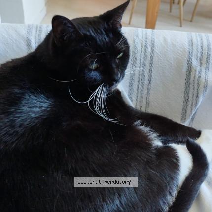 Photo 1/1 Jazz Chat lost in Nantes