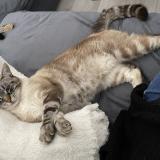 Picture of cat lost at Duras