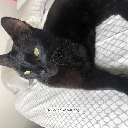 Photo 1/1 Trio Chat lost in Antibes