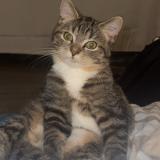 Picture of cat lost at Longvic