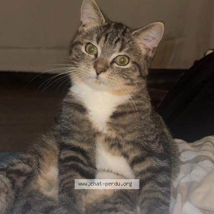 Photo 1/2 Maycco Chat lost in Longvic