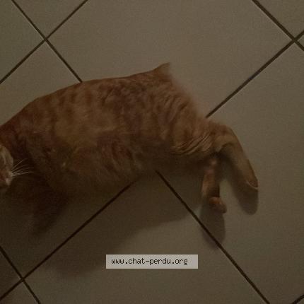 Photo 1/1 Cococha Chat lost in Bron