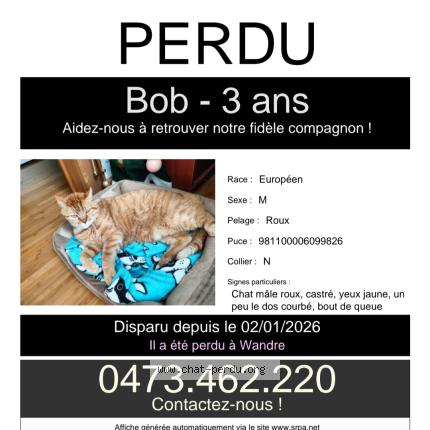 Photo 1/1 Bob Chat lost in Wandre