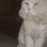 Picture of cat found at Lahore