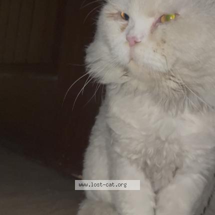 Photo 1/1 Found cat Found in Lahore