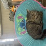 Picture of cat lost at Lakeland