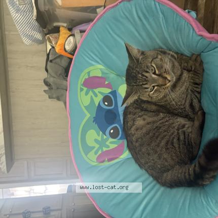 Photo 1/1 Forrest Chat lost in Lakeland