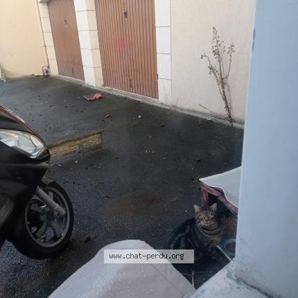 Photo 1/2 Found cat Found in Limeil brevannes