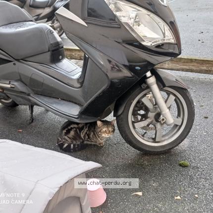 Photo 2/2 Found cat Found in Limeil brevannes