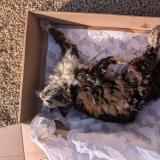 Picture of cat found at Poitiers