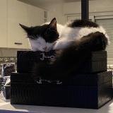 Picture of cat lost at Mont De Marsan