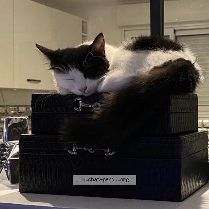 Photo 1/1 Raya Chat lost in Mont de marsan