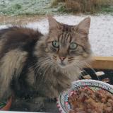Picture of cat found at Cornant