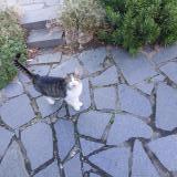 Picture of cat found at Saint Malo