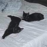 Picture of cat lost at Venissieux