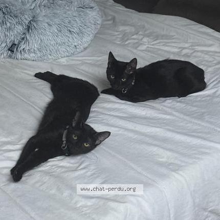 Photo 1/1 Athéna Chat lost in Venissieux