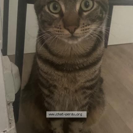 Photo 1/1 Tirex Chat lost in Ales