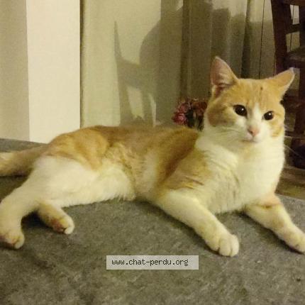 Photo 1/1 Rio Chat lost in Bellevue chantenay