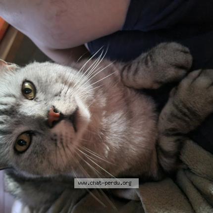 Photo 1/1 Vota ou mon b&eacute;b&eacute; Chat lost in Charsonville