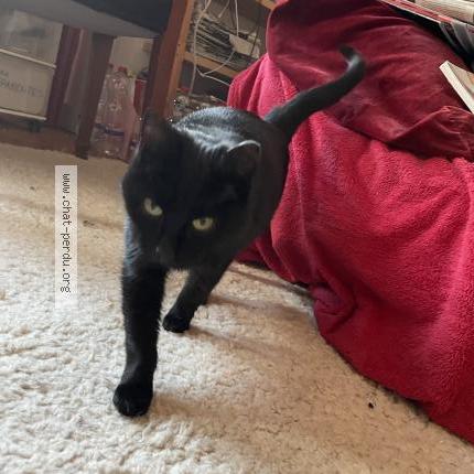 Photo 1/1 Found cat Found in Watermael