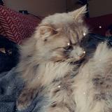 Picture of cat lost at Brens