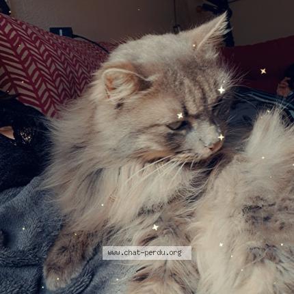 Photo 1/1 Minouche Chat lost in Brens