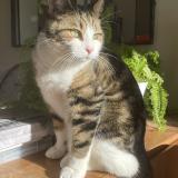 Picture of cat lost at Les Trois Moutiers