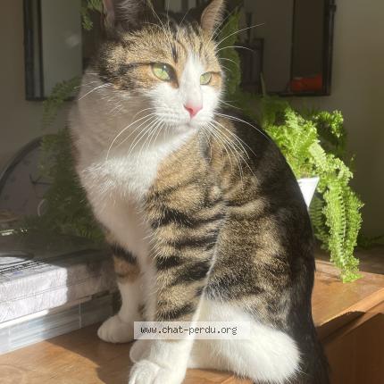 Photo 1/1 Voilou Chat lost in Les trois moutiers