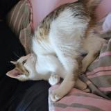 Picture of cat found at Beard Geovreissiat