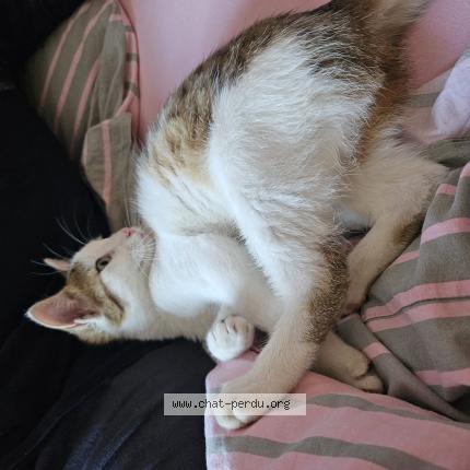 Photo 1/1 Found cat Found in Beard geovreissiat