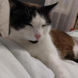 Picture of cat lost at La Creche