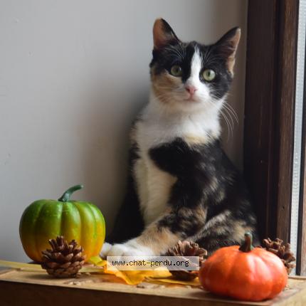 Photo 1/1 Nova Chat lost in Anthisnes