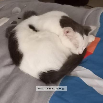 Photo 1/1 Ronflex Chat lost in Saint nicolas d aliermont