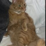 Photo of a cat found in Calahorra