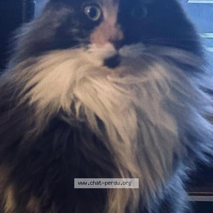 Photo 1/1 Vénus Chat lost in Beauvais