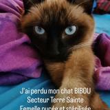 Picture of cat lost at Saint Pierre