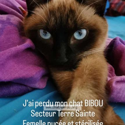 Photo 1/1 Bibou Chat lost in Saint pierre