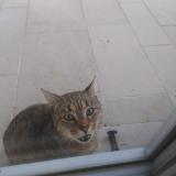 Picture of cat found at Saint Eloi De Fourques