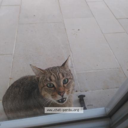 Photo 1/3 Found cat Found in Saint eloi de fourques