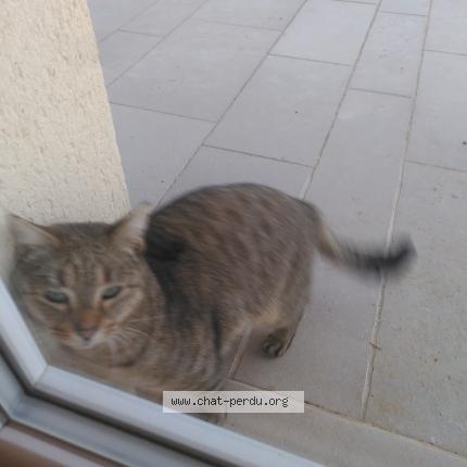 Photo 2/3 Found cat Found in Saint eloi de fourques