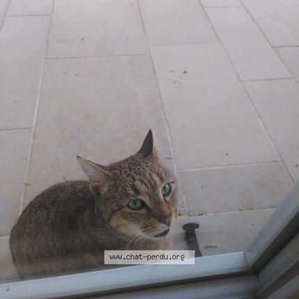 Photo 3/3 Found cat Found in Saint eloi de fourques
