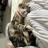 Picture of cat lost at Ruffec