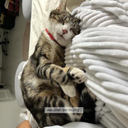 Photo 1/1 Tigrou Chat lost in Ruffec