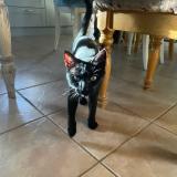 Picture of cat lost at Saint Bazile