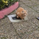 Picture of cat found at Saint Romain En Gal