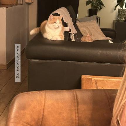 Photo 1/1 Garfield Chat lost in Ransart