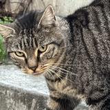 Picture of cat found at Marseille