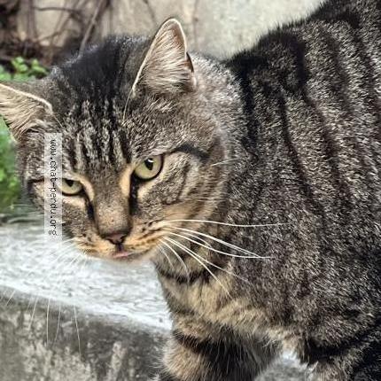Photo 1/5 Found cat Found in Marseille