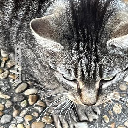 Photo 2/5 Found cat Found in Marseille